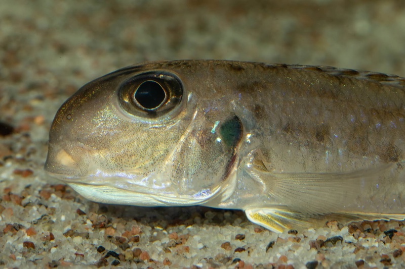 Xenotilapia singularis 'Ikola'